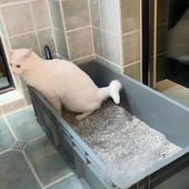 猫砂盆号特大号缅因猫巨大号集装 箱大周转全开放巨型默认