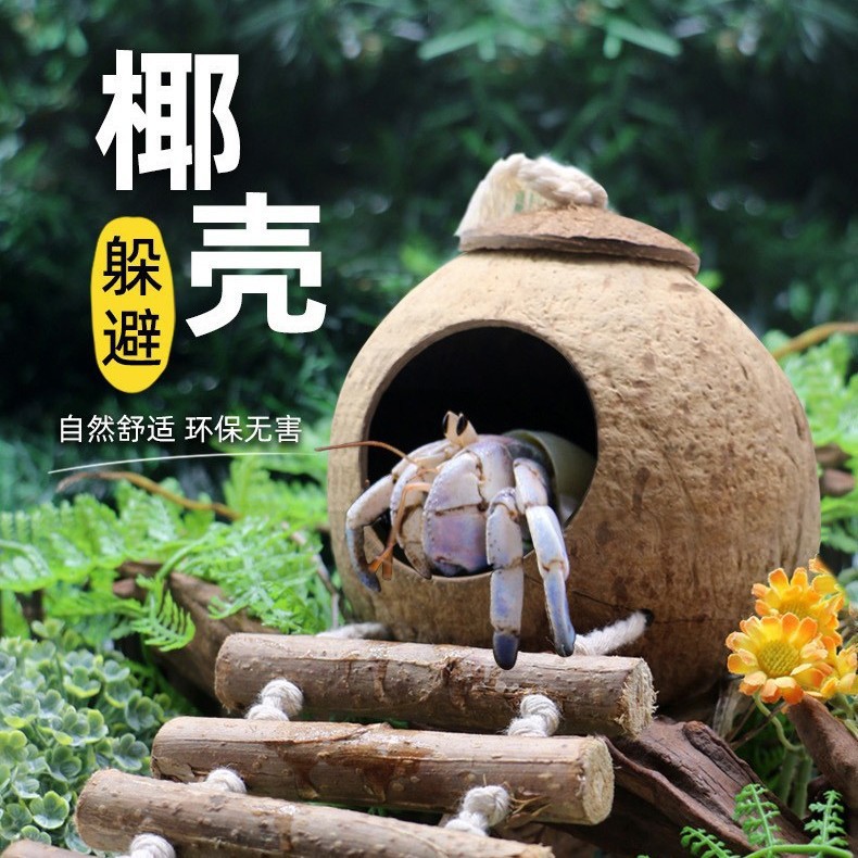 寄居蟹天然椰壳窝合集带梯小窝躲避造景装饰超大口径自然风造景