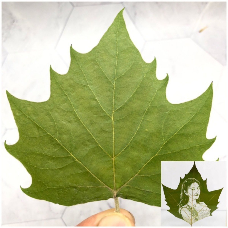 片叶刻激光专用手工干燥叶子梧桐叶平整叶子梧桐叶叶