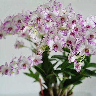 秋石斛泼墨(3-4枝花剑)盆栽兰花阳台客厅办公室窗台室内外好养