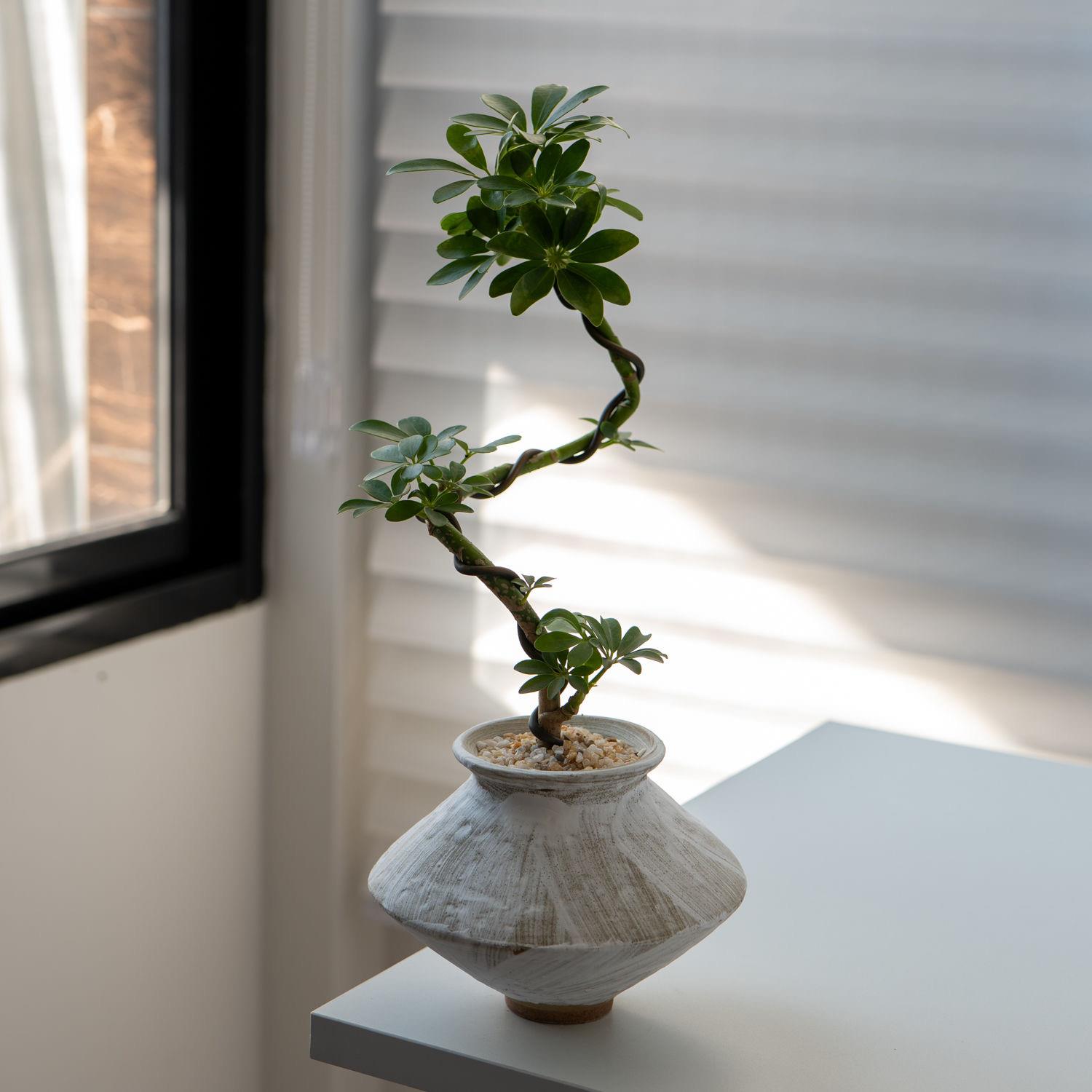 植物造型鸭脚木盆栽室内办公室客厅招财好养绿植四季桌面花卉