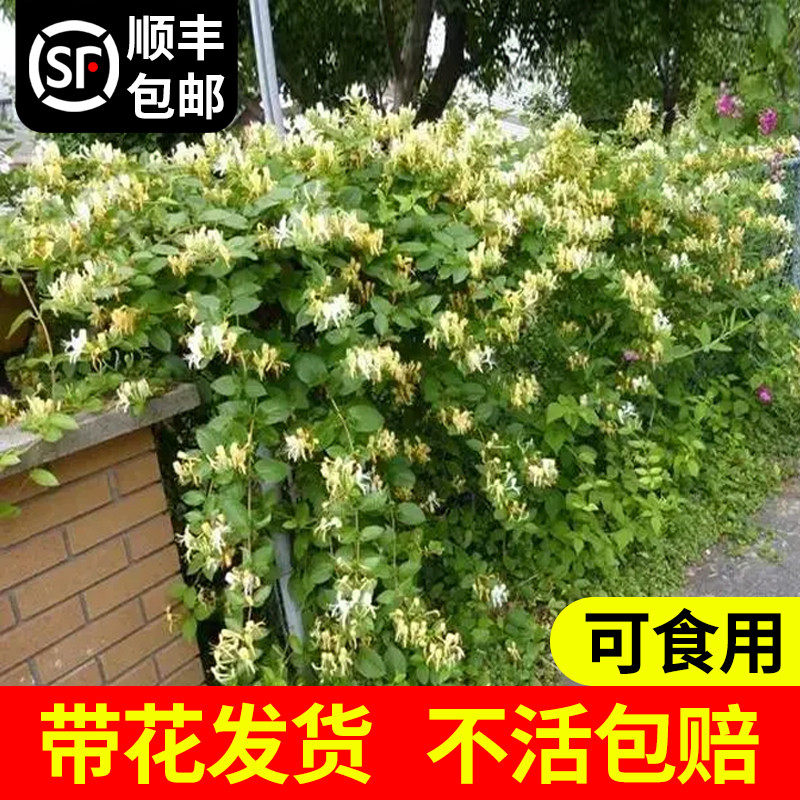 速发可食用金银香浓花四季开花卉物栽台庭院爬藤植盆老桩带花苞