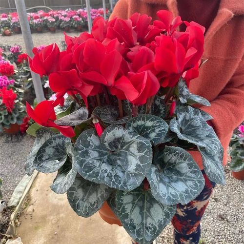 速发新品大花仙客来盆栽花花季货四发好养的开花台室内观花植物带