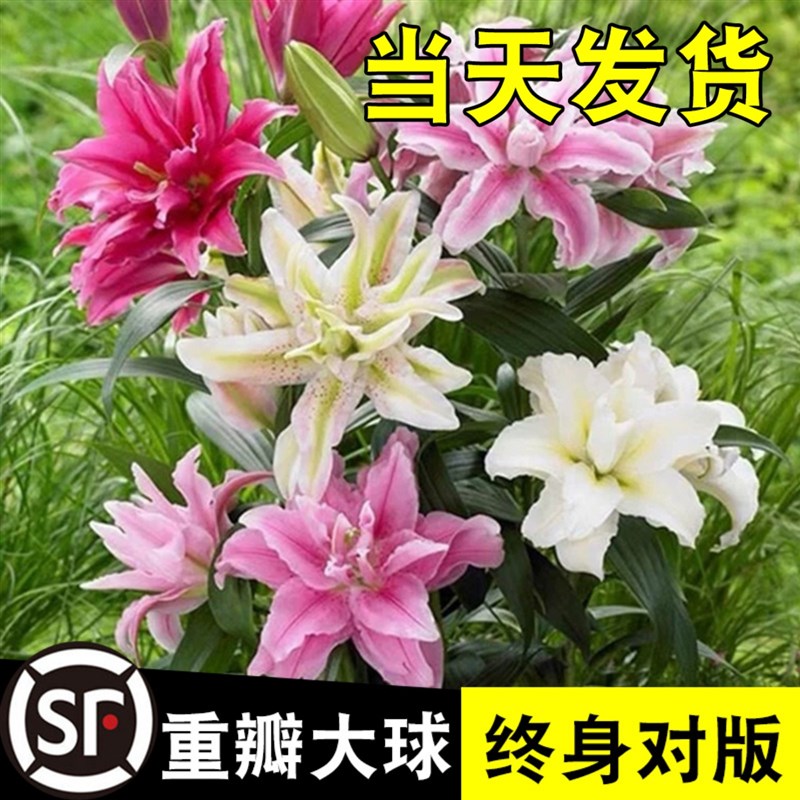 速发重瓣百合种球亚洲ot根a四季物栽球l苗花卉植盆室内花
