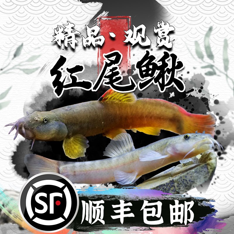 速发红尾鳅淡水冷水溪小型观赏鳅原生泥鳅红尾南纹横鱼小鱼流鱼