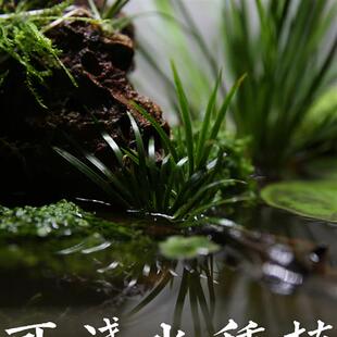 速发水上水草挺水植物溪流沼泽水火水菖蒲生山石定植龟缸雨林浅水