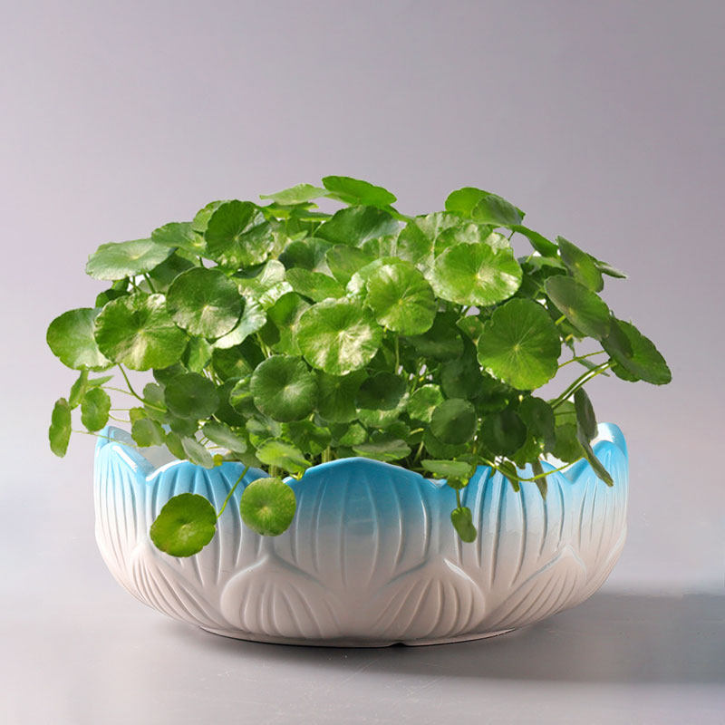 速发铜钱草一叶莲睡碗莲多肉水水无孔盆陶瓷大号培仙花盆
