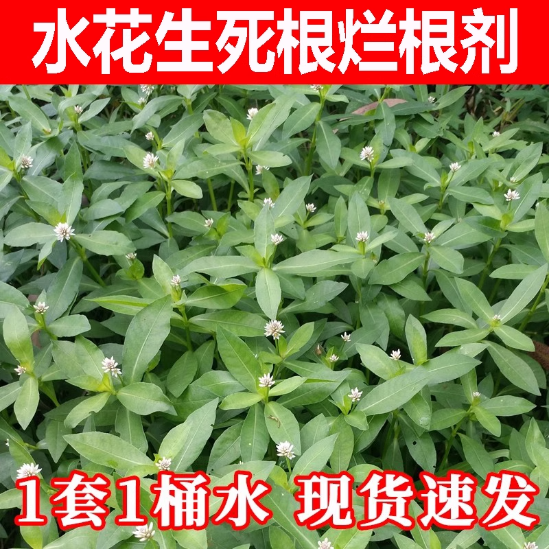 水花生除草烂根剂除草套餐马苋齿婆婆纳顽固性杂草烂根药正品农用