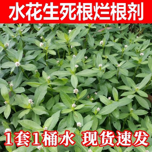 水花生除草烂根剂除草套餐马苋齿婆婆纳顽固性杂草烂根药正品农用