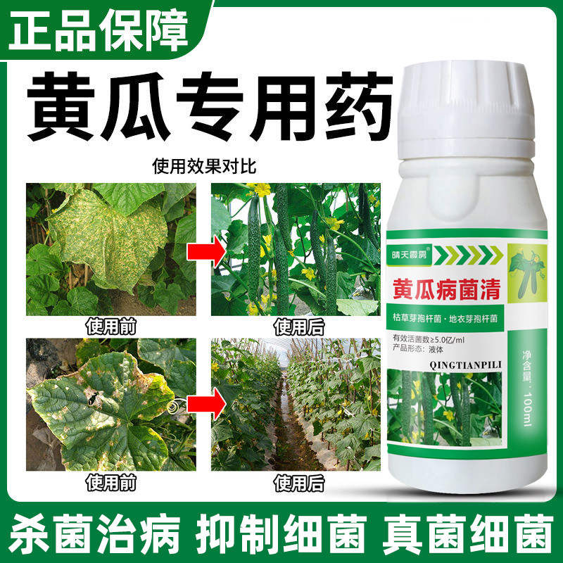黄瓜靶斑病专用杀菌剂黄瓜斑点病靶斑病病毒病炭疽病疫病通用药