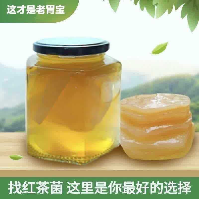 正宗红茶菌原种胃宝种子海宝菌活菌醋蛾子四季可食用养胃有教程
