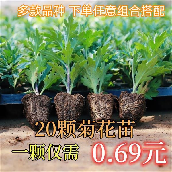 大花苗盆栽花卉九月菊乒乓菊菊花多年生食用四季开花菊室内外绿植