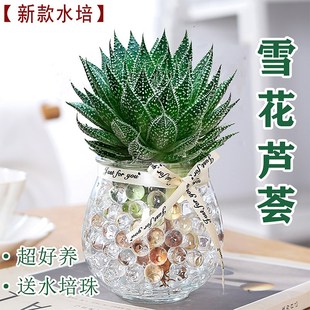 速发雪花芦水多培植物盆栽室内绿植花卉好养四季荟肉植物净化空气