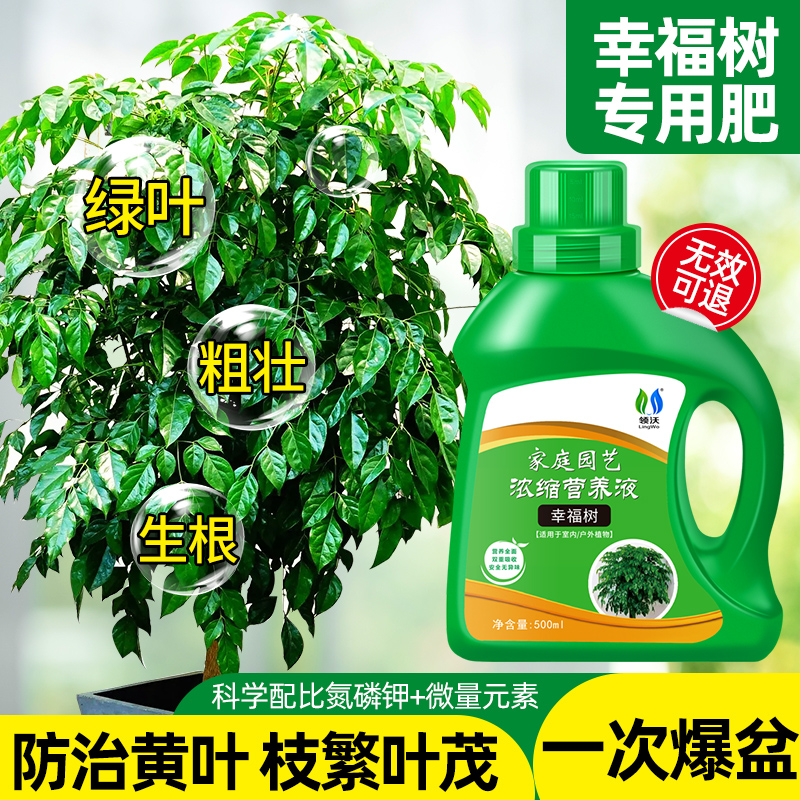 速发幸福树肥料营养液急救干子叶枯落叶花肥富贵绿竹宝树木肥