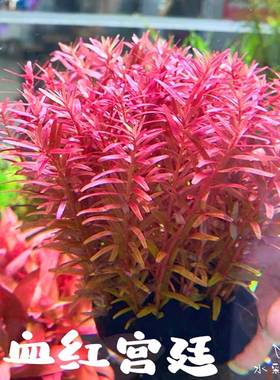速发血红宫廷红色水草新手水草淡水造景赖养2需缸氧化碳鱼二Y5无4