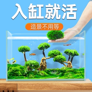 速发莫斯树成品鱼缸造景珊饰懒人莫斯水草植物水培阴性沉木装瑚树
