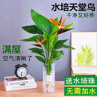 速发鸟水培植物鹤大兰卉栽望型绿植室内花盆水养棕竹招财竹富贵竹