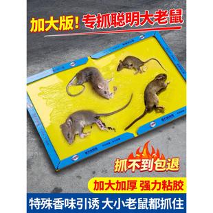 粘鼠板强力胶粘大老鼠加大加厚家用厨房超强捕鼠驱鼠神器一窝端