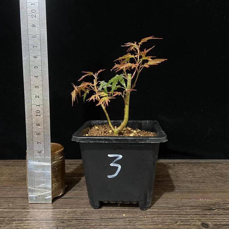 织姬枫树小叶红枫原生苗小微绿植盆景一物一拍造型办公室桌面盆栽