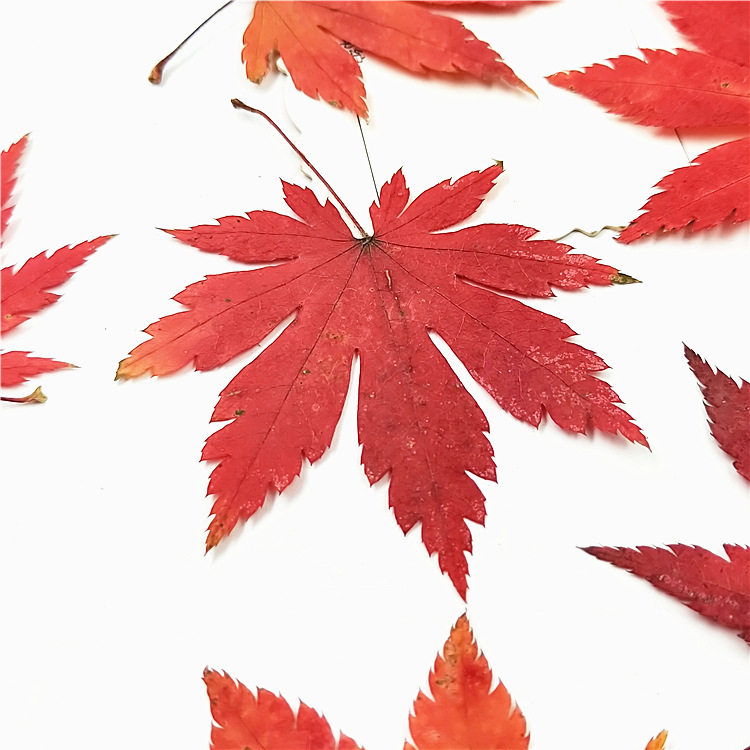七角红枫叶 植物标本贴画 真树叶标本diy材料 滴胶手机壳书签台灯
