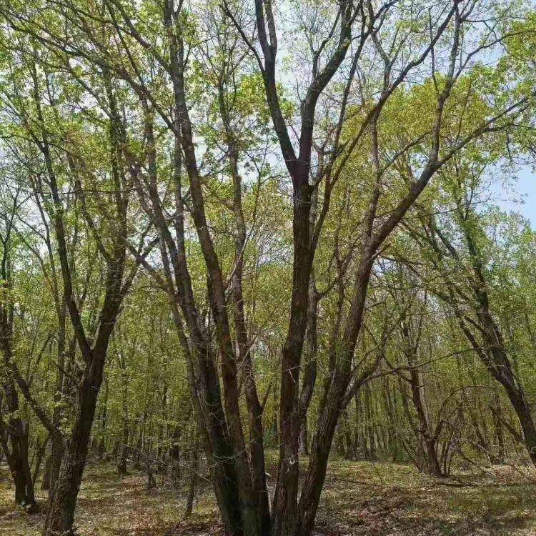 化茶条槭丛生条槭辽宁苗-圃货米小区厂区绿秋季叶子00203红茶色