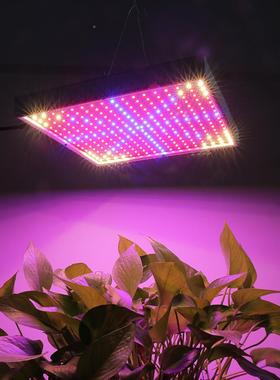 家直光销290珠LED植物灯全光谱全波段大棚厂育苗花卉植TQV物补灯