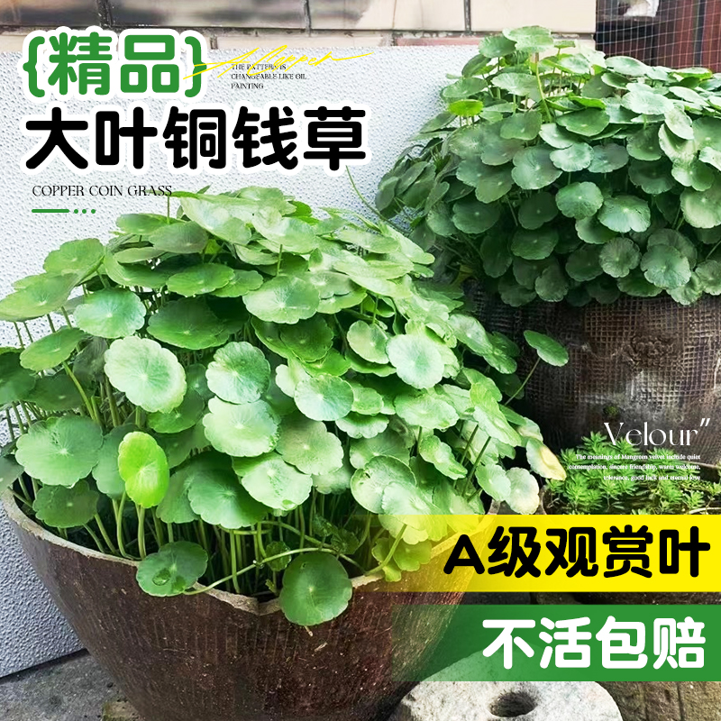 速发卉钱草水培植物精品大叶金铜草水养花钱室内草绿植物四季好养