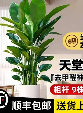 【超大5A天堂鸟】1.7-1.8米（粗杆7-9株苗）顺丰包邮大型绿植办公
