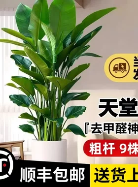 【超大5A天堂鸟】1.7-1.8米（粗杆7-9株苗）顺丰包邮大型绿植办公