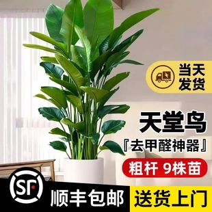 1.8米 大型绿植办公 超大5A天堂鸟 包邮 顺丰 粗杆7 1.7 9株苗