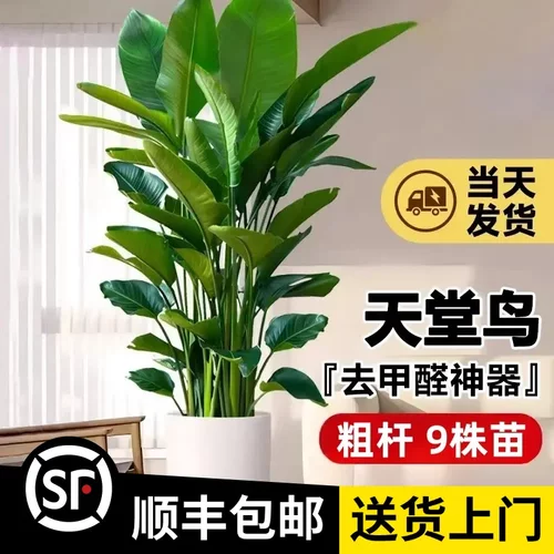 【超大5A天堂鸟】1.7-1.8米（粗杆7-9株苗）顺丰包邮大型绿植办公