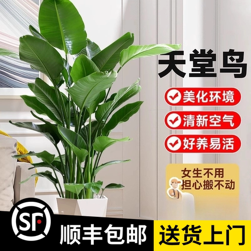 1.2-1.4米【天堂鸟】（顺丰包邮）大型落地绿植办公室植物
