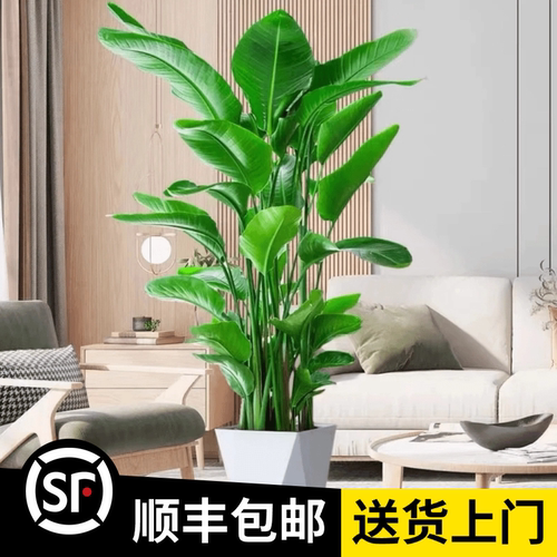 1.4-1.6米【5A天堂鸟】6株苗（顺丰包邮）大型落地绿植办公室植物