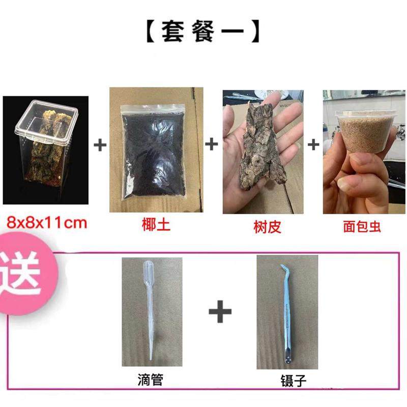 距宠物蜘蛛蜘蛛微趾粉红摄影大油彩蜘蛛另类温顺女生蜘蛛