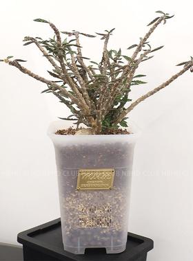 Masses m&m 龙舌兰沙生块根植物多肉布纹球观根控根透气透水花盆