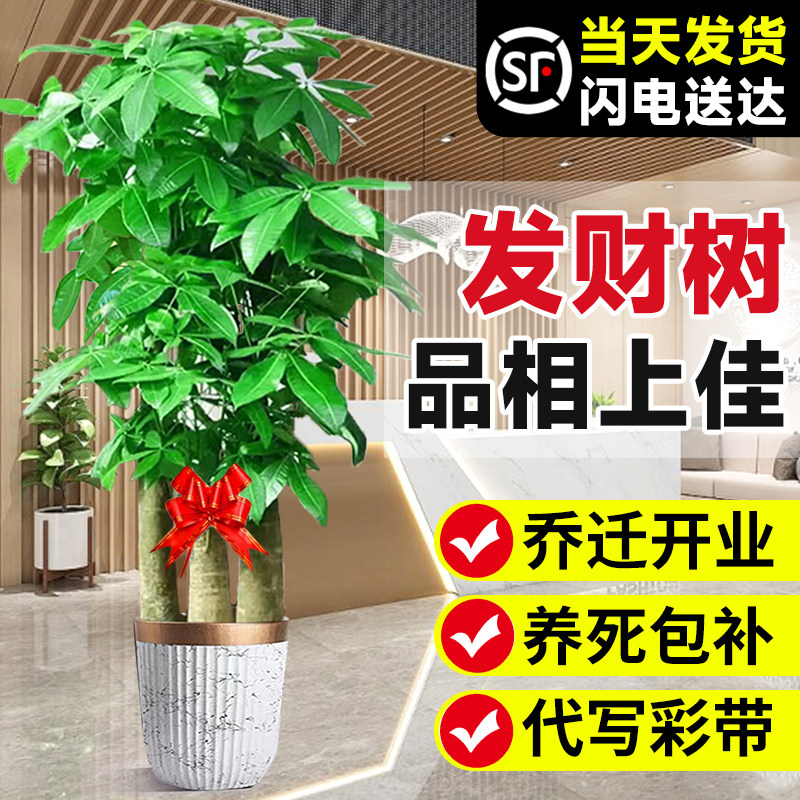 速发发财树客植盆栽摆内大型三杆乔迁绿厅室办公室植物一米大棵