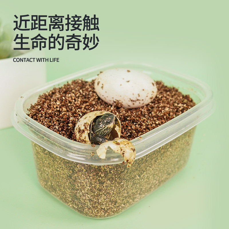 速发可孵化乌龟蛋中华草龟蛋龟活物小龟受精蛋花龟鳄龟