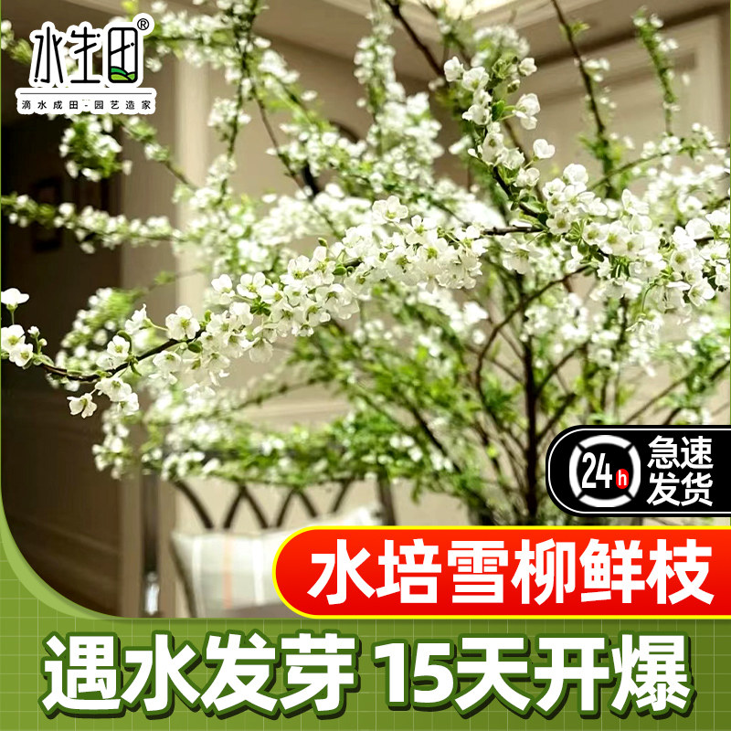 速发干绿树枝雪柳鲜枝水培吊钟水培植物燥植龙柳大支盆栽枯木逢春