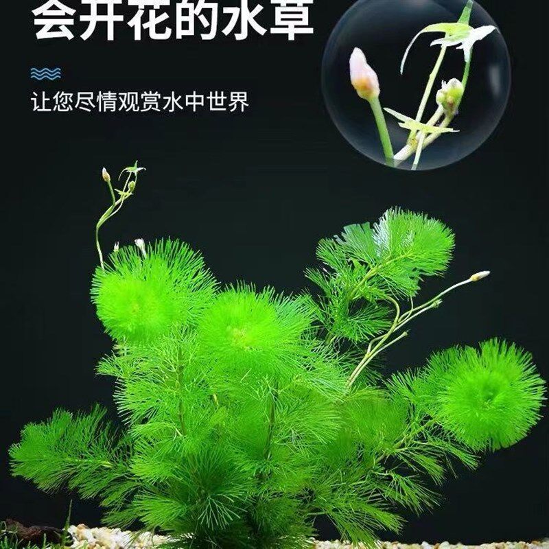 速发绿菊藻水草水景鱼缸草蚣草新手真造蜈阴性植物增氧水草后景草
