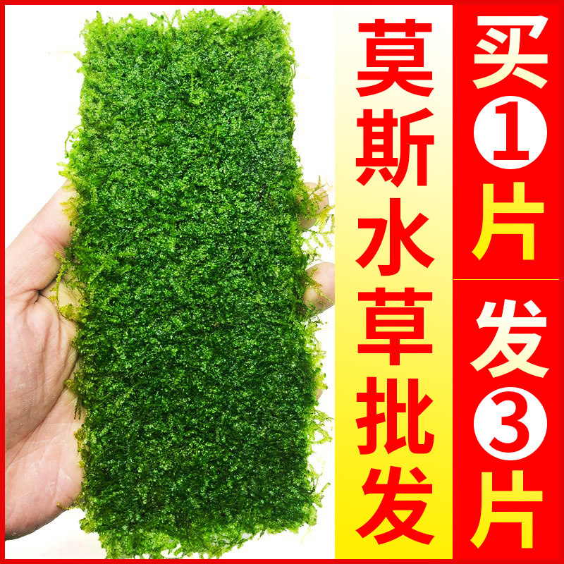 速发鱼缸莫植水草斯装片散物莫丝树球沉木大三角垂泪造景Y608