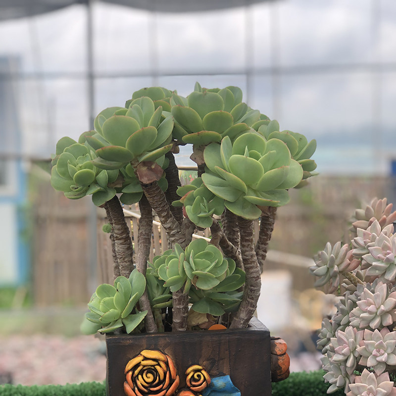 速发碧桃庭生老桩鸡蛋碧桃多肉植物台群院盆花大棵好养绿植栽卉