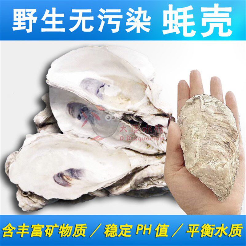 速发蚝滤滤材鱼池过鲤池牡蛎壳生蚝壳鱼缸贝壳污水锦壳材料海蛎壳