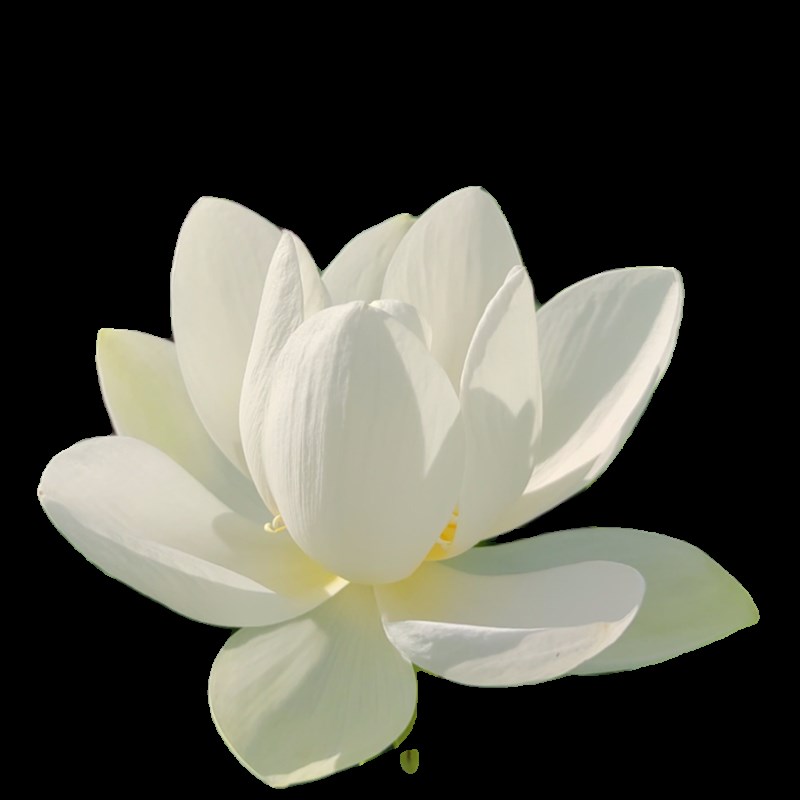 热销白玉莲观赏盆栽荷花种苗碗莲种藕苗子根室内阳台庭院鱼池净化