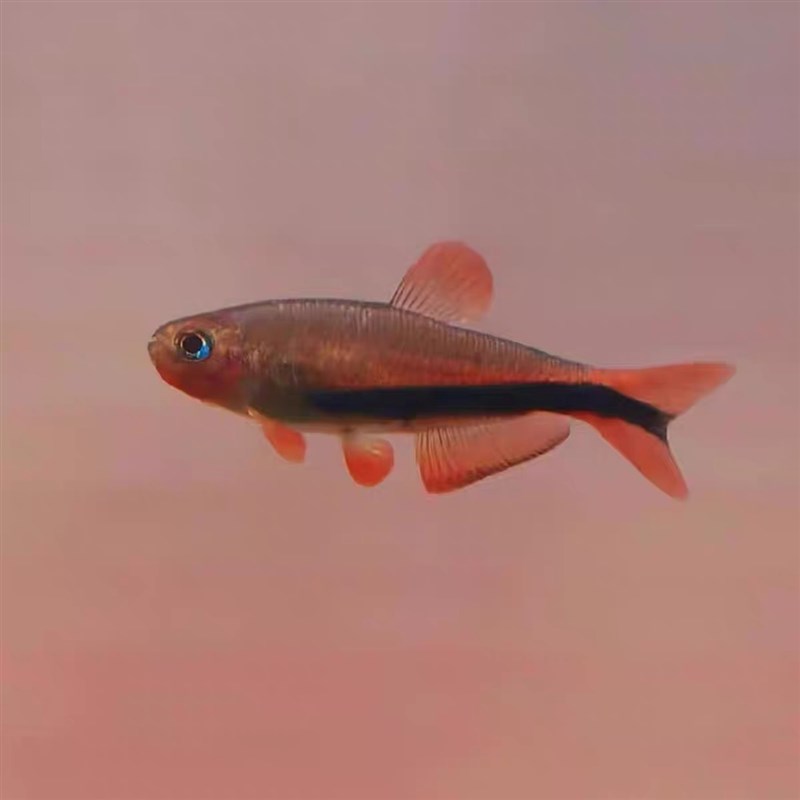 热销黑剑毒药超级灯鱼小型南美稀有高端鱼草缸群游灯科鱼电光毒药