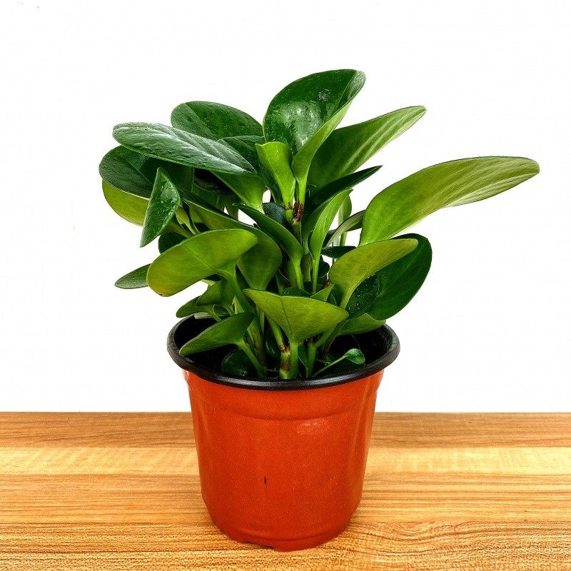 速发绿植室内净绿空气除甲醛绿植豆瓣化盆栽碧玉植物办公桌面水养