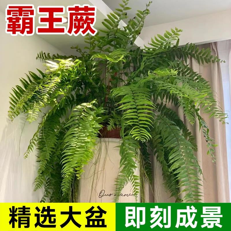 速发大型霸王蕨植物蕨类盆栽长叶垂吊富贵肾蕨客厅室内绿植造景