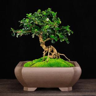 紫砂兰花盆家用四方客厅高档盆景青灰色精品方形陶瓷榕树老桩包邮