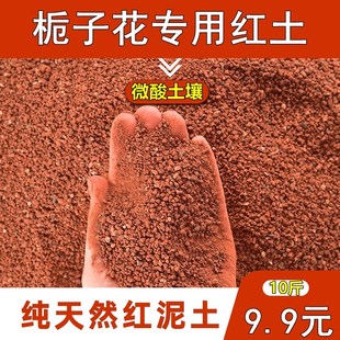 速发栀子花土红土基盆盆供微酸性土壤适合地栽直景铁元素丰富