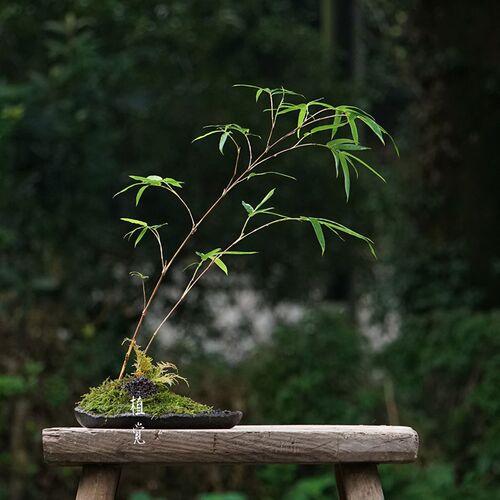 植觉 绿筠造f型组合盆栽造景盆栽绿植办公室桌面植物盆景花卉景观