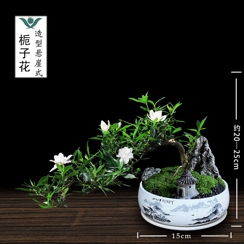 栀子花盆栽飘枝悬崖造p型盆景办公室绿植桌面花卉室内庭院好养植